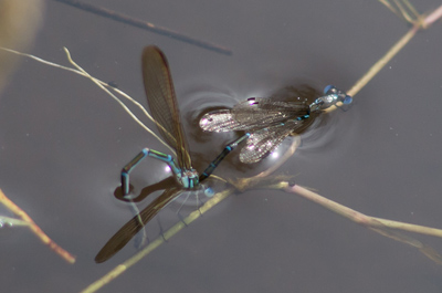 Austrolestes cingulatus